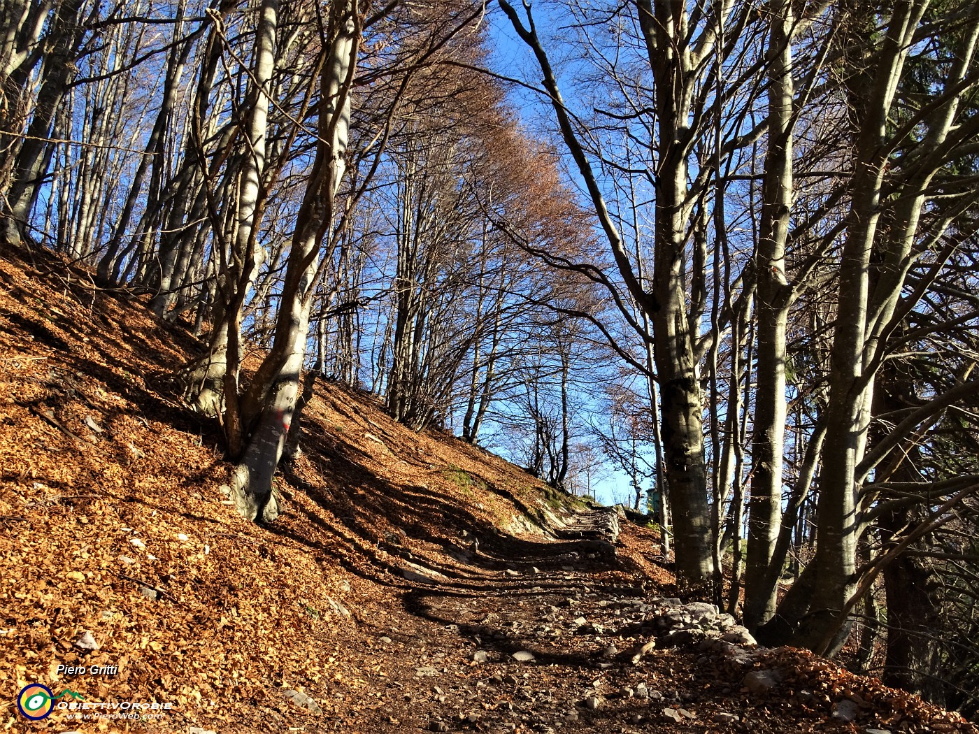 12 Nella faggeta in look autunnale.JPG